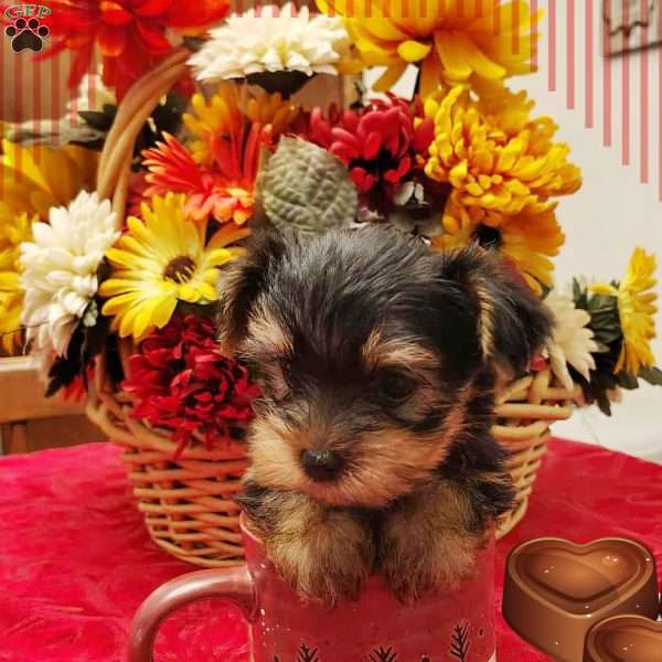 Cody, Yorkie Puppy